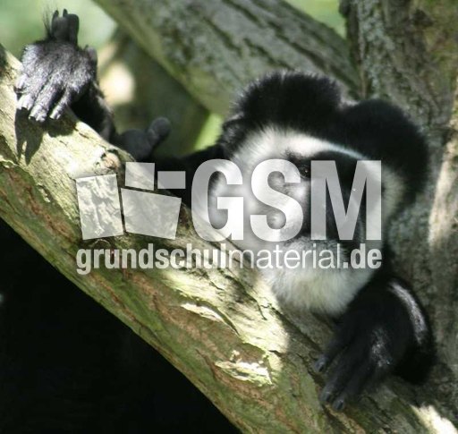 Guereza-Affe-1.jpg